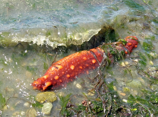  Parastichopus californicus (California’s Red Sea Cucumber)